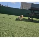 컴투펫 위탁보호센터 인천점 이미지