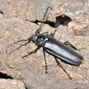 장수하늘소 이미지