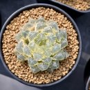 대옥농장 이미지