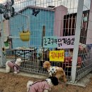 호야별 애견유치원 | 제주애견유치원 픽드랍까지 되는 호야별 애견유치원 이용 후기