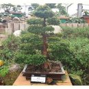 숨골 | 양구 숨골에 피어난 초록빛 향연, 양구 에코 보태니컬 가든에서 만나는 힐링의 순간들