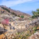 매화마을길 이미지