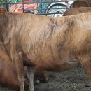 우성목장 이미지