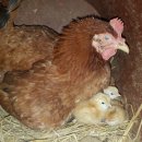 민원농장 이미지