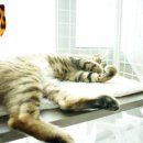 미파캐터리 이미지