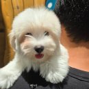 부산강아지분양 유독 이미지