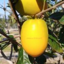 묘목로 | 단감나무,봉황단감, 봉황단감 시식후기