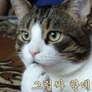 오렌지필 이미지