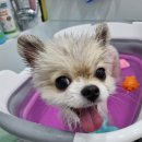 얼바인 동물병원 이미지