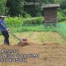 풀밭의 텃밭 변신 - 맨티스 58V 충전관리기 사용 (feat. 충전예초기) 이미지