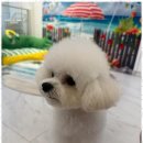 행복한 애견 미용 이미지