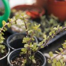 풍림농원 이미지