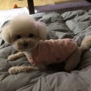 신촌애견미용실 이미지