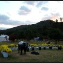 진안도야지 이미지