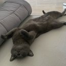 더원고양이동물병원 | =^•ㅅ•^= 1년에 한번 고양이 건강검진하기. 검단 24시 더원동물병원 너무 좋아!