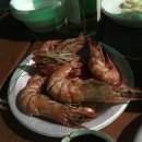 아일랜드코쿤