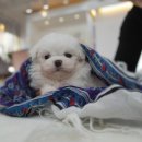 베리독 강아지고양이 평택본점 이미지