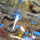 주원 | 청호활어회센터 주원수산 다녀온 솔직 후기 속초에서 회 찾는다면 여기