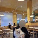 수지로342번길 | 용인 수지 카페 추천 &lt;레드빅&gt; 크리스마스 트리카페 애견동반 가능