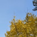 제주대학교 (제대아파트방면) | 국내 제주도 단풍놀이명소 은행나무 가로수길(방문날자:25년 11월 27일)