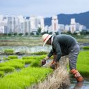 농부의 꿈 이미지