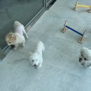 파브 퍼피 이미지