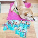 다온펫푸드 이미지