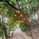 [울산출발] 2월22일(일) 동백꽃터널 장사도 + 바람의언덕 + 거제식물원 투어 이미지