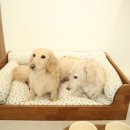 동물친구들 애견미용실 | 대구 동구 애견미용 단골 예약하고 온 중구 애견미용실 멈무목욕탕 추천