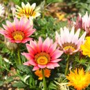 가자니아 이미지