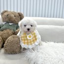 의령사랑병원 | 의령강아지무료분양 미니비숑