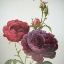 보태니컬 아트 이미지