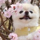 털로덮인친구들 동탄호수공원점 이미지