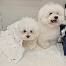 펫츠네 | 강아지 배변패드 추천 펫츠다이닝 오드 AUD 도톰한 배변패드 후기