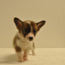 유올펫 강아지고양이 청주점 이미지