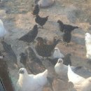 윤희농장 이미지