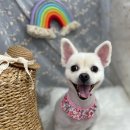 꽃보다예쁘개 이미지