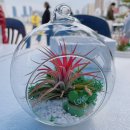 반려식물 테라리움 만들기 이미지