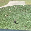 가나팜 | 조호바루 팜리조트 골프장 후기 | 멜라티 코스, 알라만다 코스 리뷰