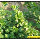 월남농장 이미지