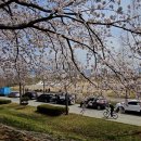 맥도생태공원의 벚꽃 길 - 일시: 2023.03.25. 이미지