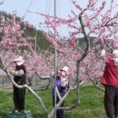 복사꽃마을 이미지