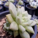 정희농장 이미지