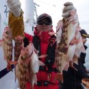 완도17호 이미지