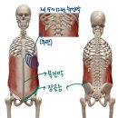 상완이 힘쓰는 동작 이미지