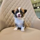 멍품 강아지분양 본점 이미지