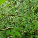 산뜻하개 이미지