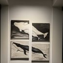 흰고래 숨비 이미지