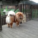 소망애견 이미지