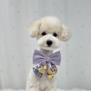 샤워하개 이미지